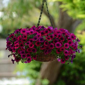 Petunia - Shock Wave™ 'Deep Purple' Petunia - Shock Wave™ 'Deep Purple'