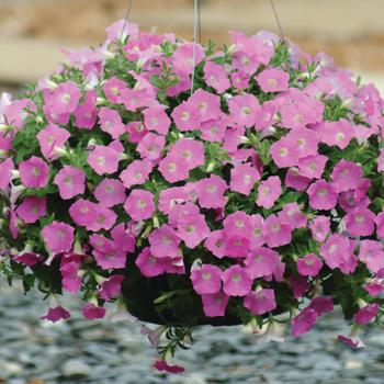 Petunia - Shock Wave&trade; 'Pink Shade'