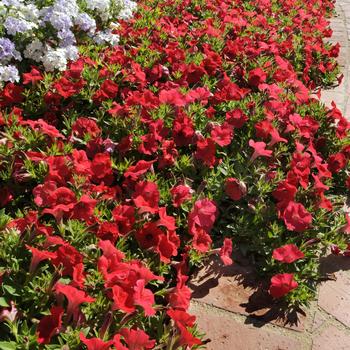 Petunia - Shock Wave&trade; 'Red'