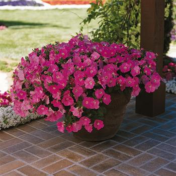 Petunia - Wave® 'Purple Classic' Petunia - Wave® 'Purple Classic'