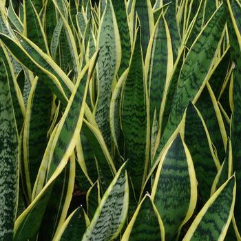 Sansevieria laurentii (Snake Plant) - Snake Plant