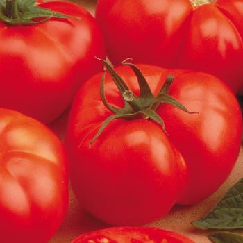 Lycopersicon esculentum - 'Beefmaster' Tomato
