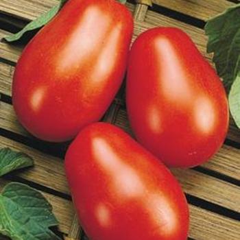 Lycopersicon esculentum - 'La Roma' Tomato