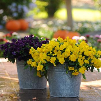 Viola x wittrockiana (Pansy) - Cool Wave® Golden Yellow