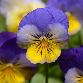 Viola x wittrockiana (Pansy) - Cool Wave® 'Morpho'