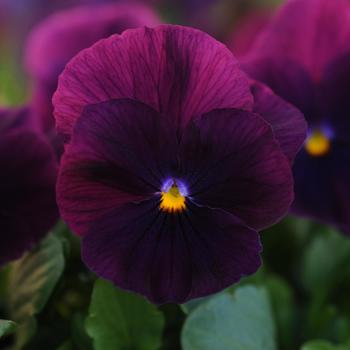 Viola x wittrockiana (Pansy) - Cool Wave® Purple