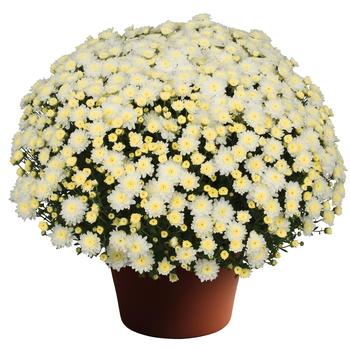 Chrysanthemum x morifolium - Garden Mum Chrysanthemum x morifolium - Garden Mum