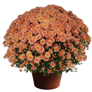 Chrysanthemum x morifolium - Garden Mum Chrysanthemum x morifolium - Garden Mum
