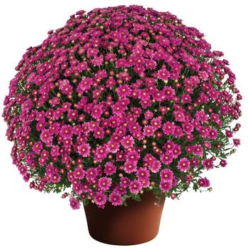 Chrysanthemum x morifolium - Garden Mum Chrysanthemum x morifolium - Garden Mum