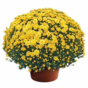 Chrysanthemum x morifolium - Garden Mum Chrysanthemum x morifolium - Garden Mum