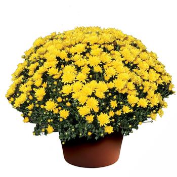 Chrysanthemum x morifolium ''Brittany™ Yellow'' (Garden Mum) - Brittany™ Yellow Garden Mum Chrysanthemum x morifolium ''Brittany™ Yellow'' (Garden Mum) - Brittany™ Yellow Garden Mum