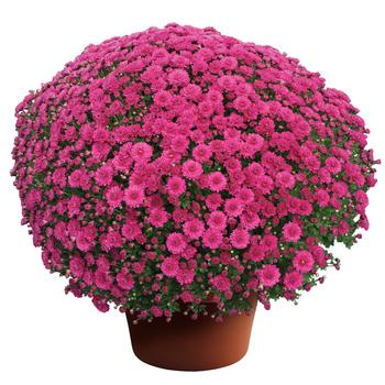 Chrysanthemum x morifolium - Danielle™ Purple Garden Mum Chrysanthemum x morifolium - Danielle™ Purple Garden Mum