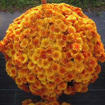 Chrysanthemum x morifolium ''Mika Orange'' (Garden Mum) - Mika Orange Garden Mum Chrysanthemum x morifolium ''Mika Orange'' (Garden Mum) - Mika Orange Garden Mum