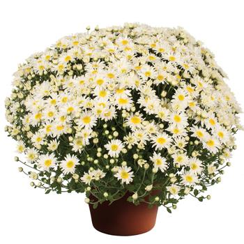 Chrysanthemum x morifolium ''Edith™ White'' (Garden Mum) - Edith™ White Garden Mum