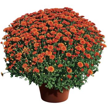 Chrysanthemum x morifolium ''Hailey™ Orange'' (Gardens Mums) - Hailey™ Orange Gardens Mums Chrysanthemum x morifolium ''Hailey™ Orange'' (Gardens Mums) - Hailey™ Orange Gardens Mums