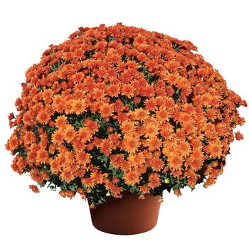 Chrysanthemum x morifolium ''Makenna™ Orange'' (Garden Mum) - Makenna™ Orange Garden Mum Chrysanthemum x morifolium ''Makenna™ Orange'' (Garden Mum) - Makenna™ Orange Garden Mum