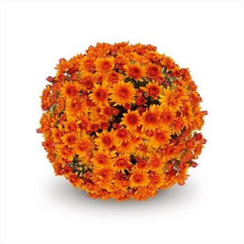 Chrysanthemum x morifolium ''Lava Red'' (Garden Mums) - Lava Red Garden Mums Chrysanthemum x morifolium ''Lava Red'' (Garden Mums) - Lava Red Garden Mums