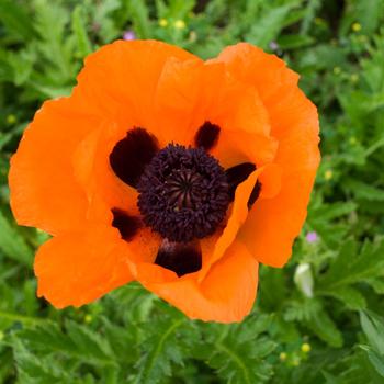 Papaver orientale 'Prince of Orange' (Oriental Poppy) - Prince of Orange Oriental Poppy