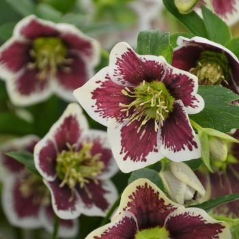 Helleborus (Lenten Rose) - Honeymoon&reg; 'Romantic Getaway'