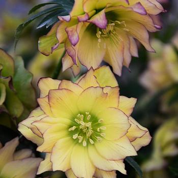 Helleborus (Lenten Rose) - Wedding Party&reg; 'First Dance'