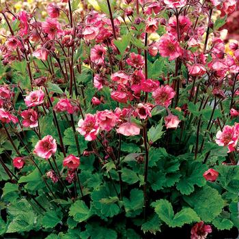 Geum - Tempo&trade; 'Rose'