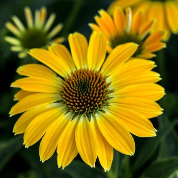 Echinacea (Coneflower) - Sombrero&reg; 'Summer Solstice'