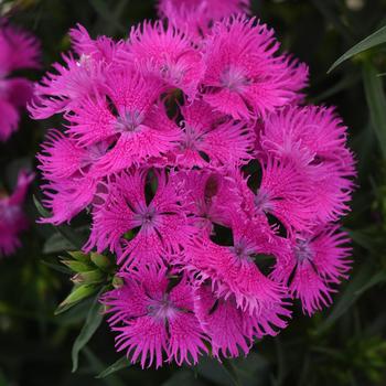 Dianthus - Sweet William