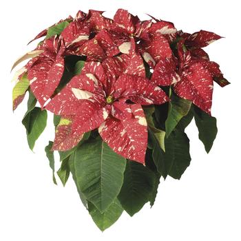 Euphorbia pulcherrima (Poinsettia) - Superba™ 'New Glitter'