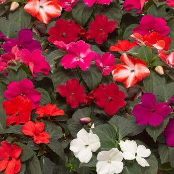 Impatiens walleriana - Imara™ 'XDR Mix' Impatiens walleriana - Imara™ 'XDR Mix'
