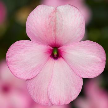 Impatiens walleriana - Imara™ 'XDR Pink' Impatiens walleriana - Imara™ 'XDR Pink'