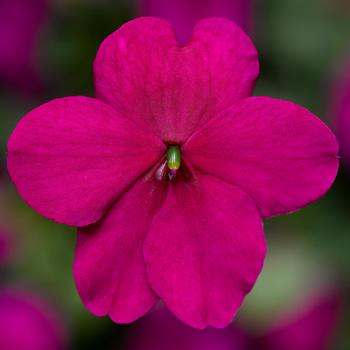 Impatiens walleriana - Imara™ 'XDR Purple Imp' Impatiens walleriana - Imara™ 'XDR Purple Imp'