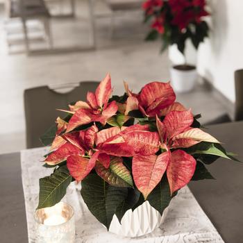 Euphorbia pulcherrima - 'Premium Picasso' Poinsettia
