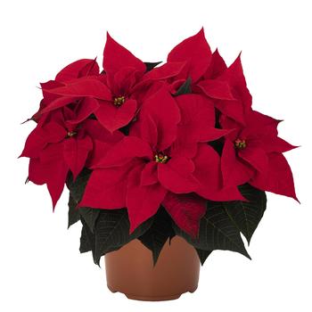 Euphorbia pulcherrima - 'Imperial Red' Poinsettia