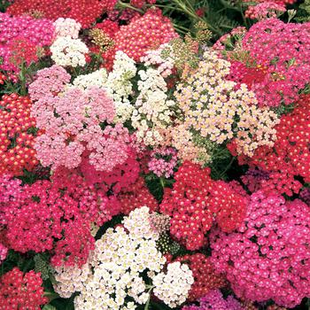 Achillea millefolium 'Summer Berries' (Yarrow) - Summer Berries Yarrow