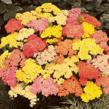 Achillea millefolium 'Summer Pastels' (Yarrow) - Summer Pastels Yarrow