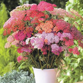 Achillea millefolium (Yarrow) - Flowerburst&trade; 'Red Shades'
