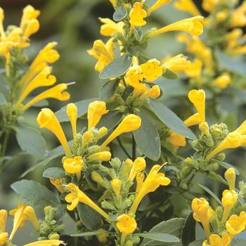 Agastache - 'Arizona Sun' Hummingbird Mint