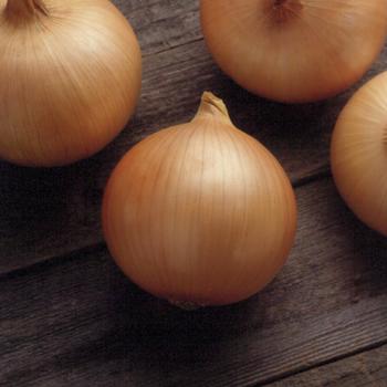 Allium cepa 'Candy' (Onion) - Candy Onion