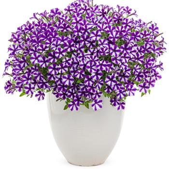 Petunia - Supertunia® Mini Vista™ 'Violet Star'