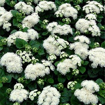 Ageratum houstonianum - 'Aloha White' Floss Flower