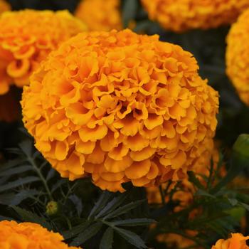 Tagetes erecta - Marigold Tagetes erecta - Marigold