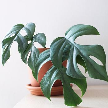 Rhaphidophora tetrasperma - Mini Monstera
