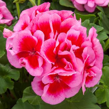 Pelargonium (Interspecific Geranium) - Calliope® Large 'Rose Mega Splash'