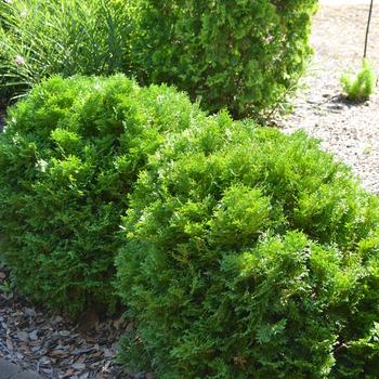 Thuja occidentalis - 'Mr. Bowling Ball®' Arborvitae