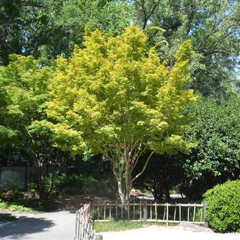 Acer palmatum - 'Sango kaku' Japanese Maple