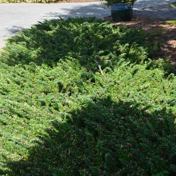 Juniperus conferta ''Blue Pacific'' (Juniper) - Blue Pacific Juniper Juniperus conferta ''Blue Pacific'' (Juniper) - Blue Pacific Juniper
