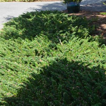 Juniperus conferta - 'Blue Pacific' Juniper