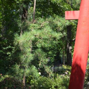 Pinus thunbergii - Japanese Black Pine