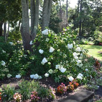 Hydrangea paniculata - Vanilla Strawberry™ Hydrangea paniculata - Vanilla Strawberry™