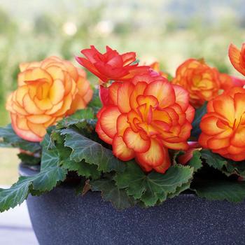 Begonia x tuberhybrida (Tuberous Begonia) - Nonstop&reg; 'Fire'